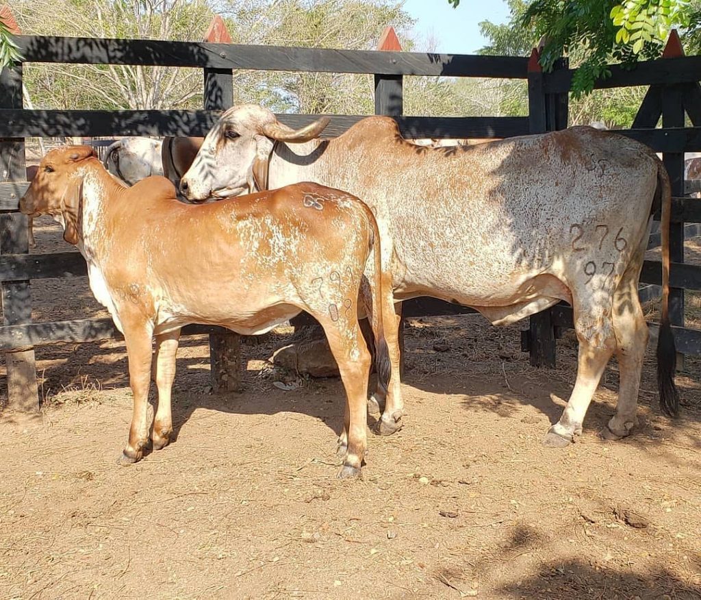 la Brucelosis bovina en Colombia