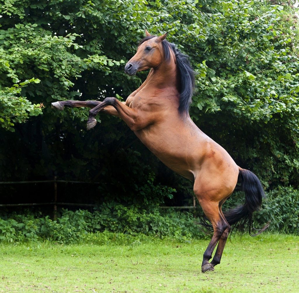ejercicios y actividades para caballos