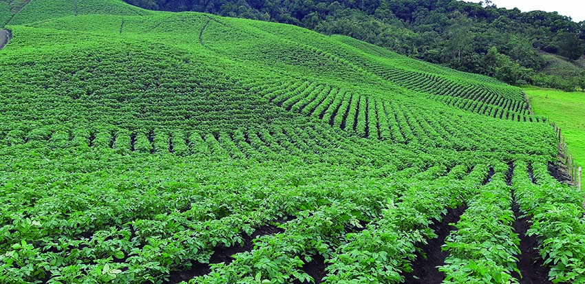 agricultura