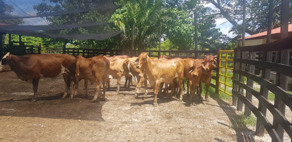 productos de leche de vaca durante la pandemia