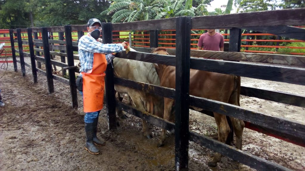 ganadería y afectaciones por la covid-19