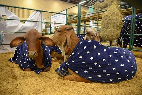 feria la comunidad agropecuaria