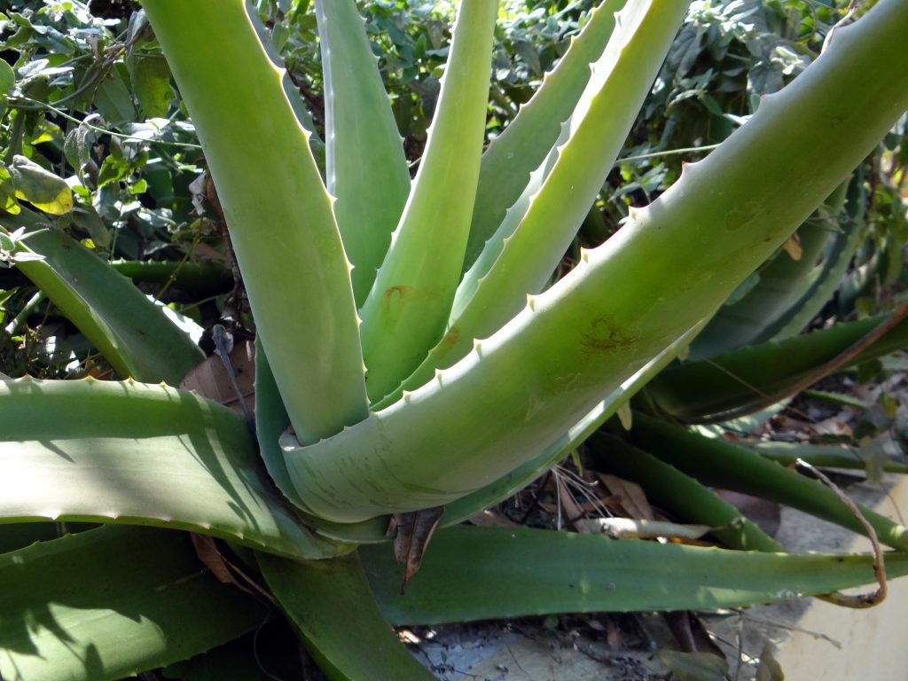 sábila o Aloe Vera es una planta medicinal