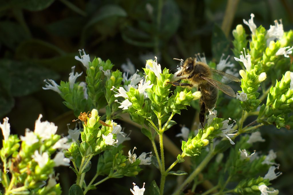 hierbas aromáticas para la salud