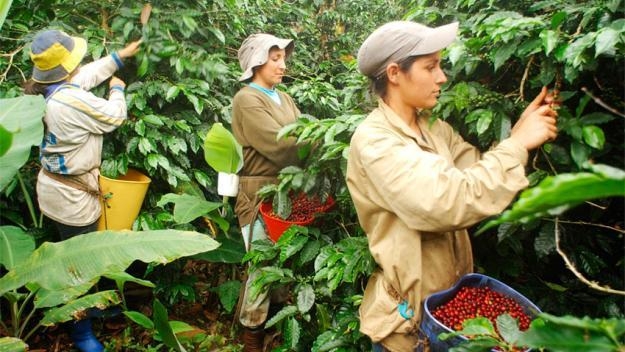 mujeres protagonistas en la caficultura colombiana 