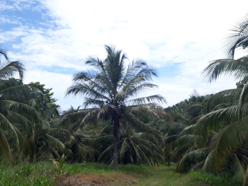Los productores de coco de Colombia