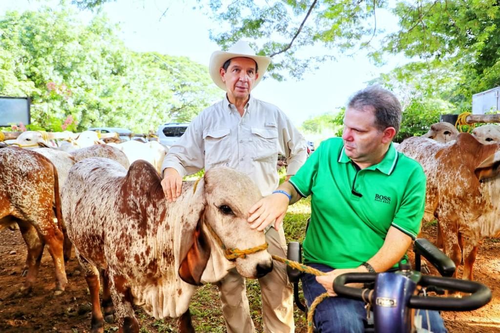 campaña de la vacunación brucelosis bovina