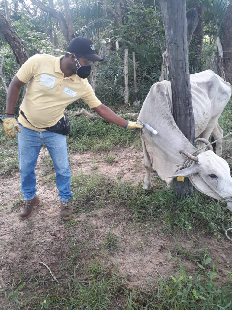 vacunación a los bovinos y bufalinos