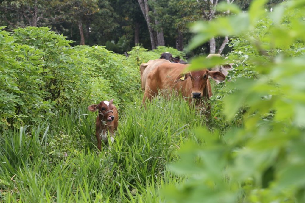 brucelosis bovina la vacuna