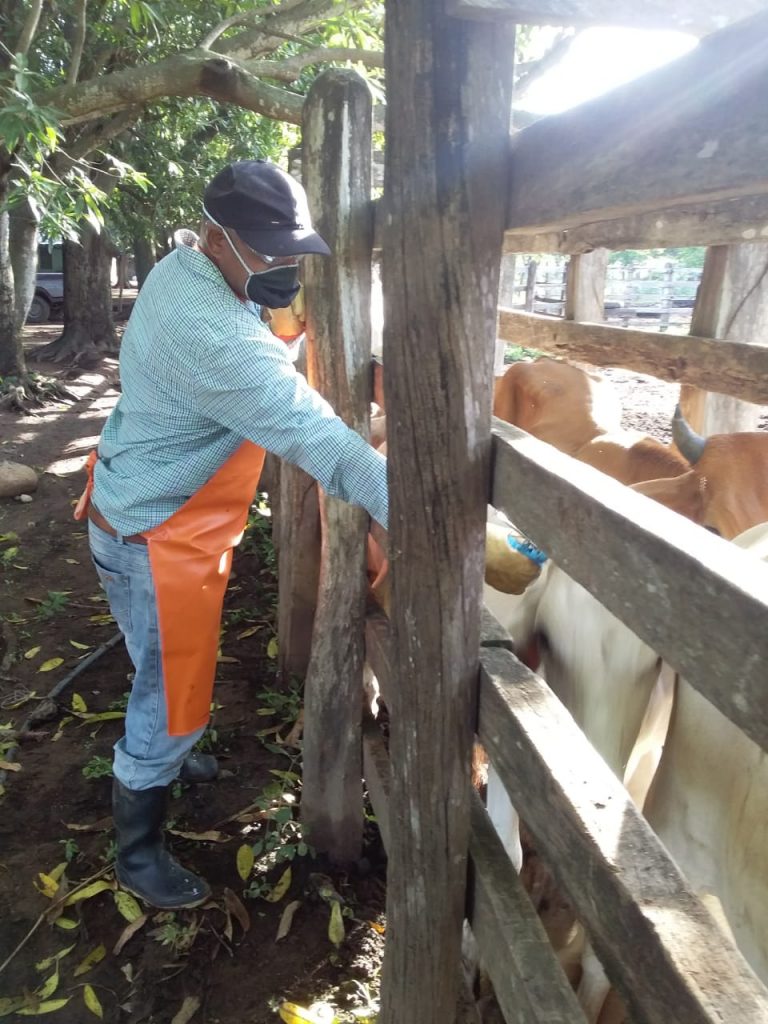 vacunar y controlar la fiebre aftosa en el país