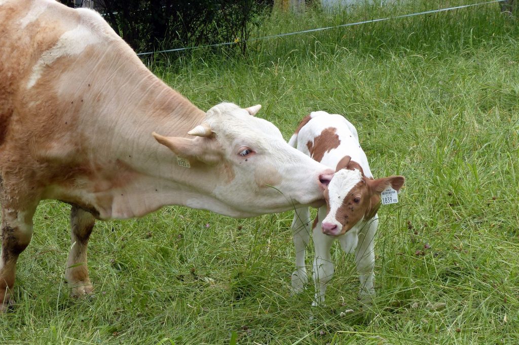  jornadas de capacitación a los vacunadores de brucelosis bovina