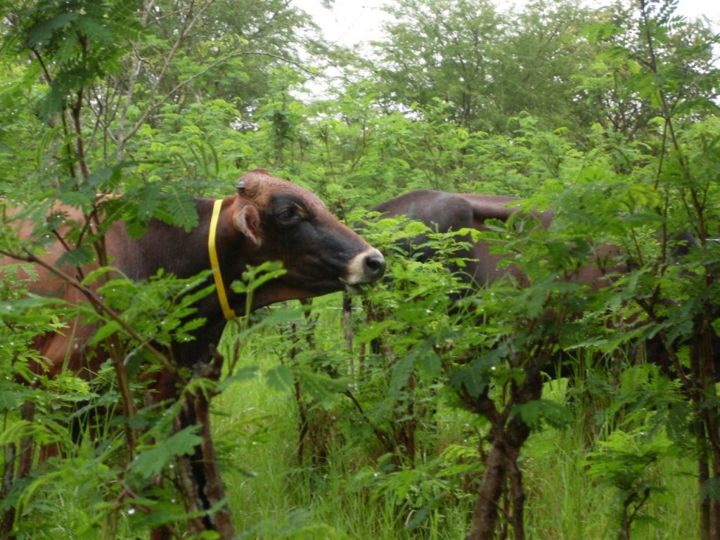 vacunas contra la brucelosis bovina