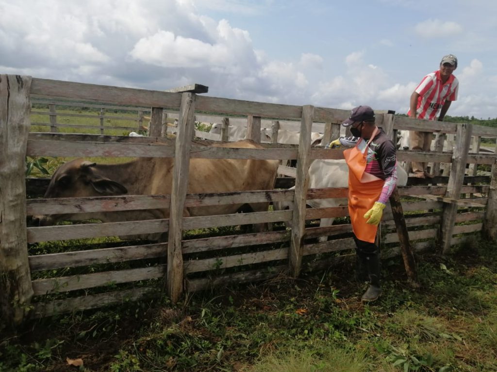 rendimiento animal en la producción Ganadera