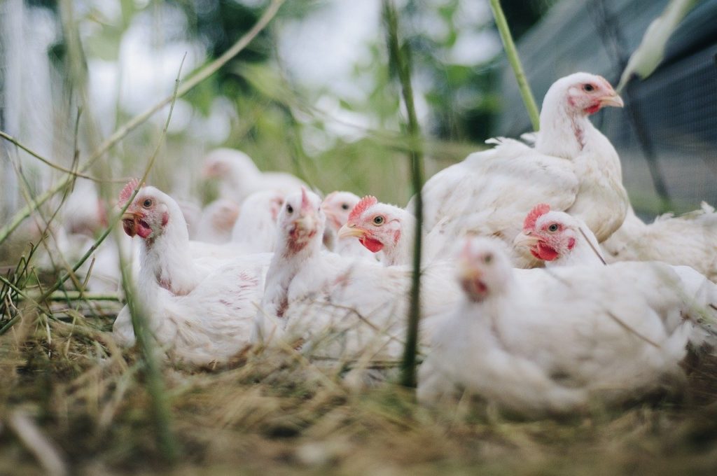 Rendimiento y nutrición en los pollos