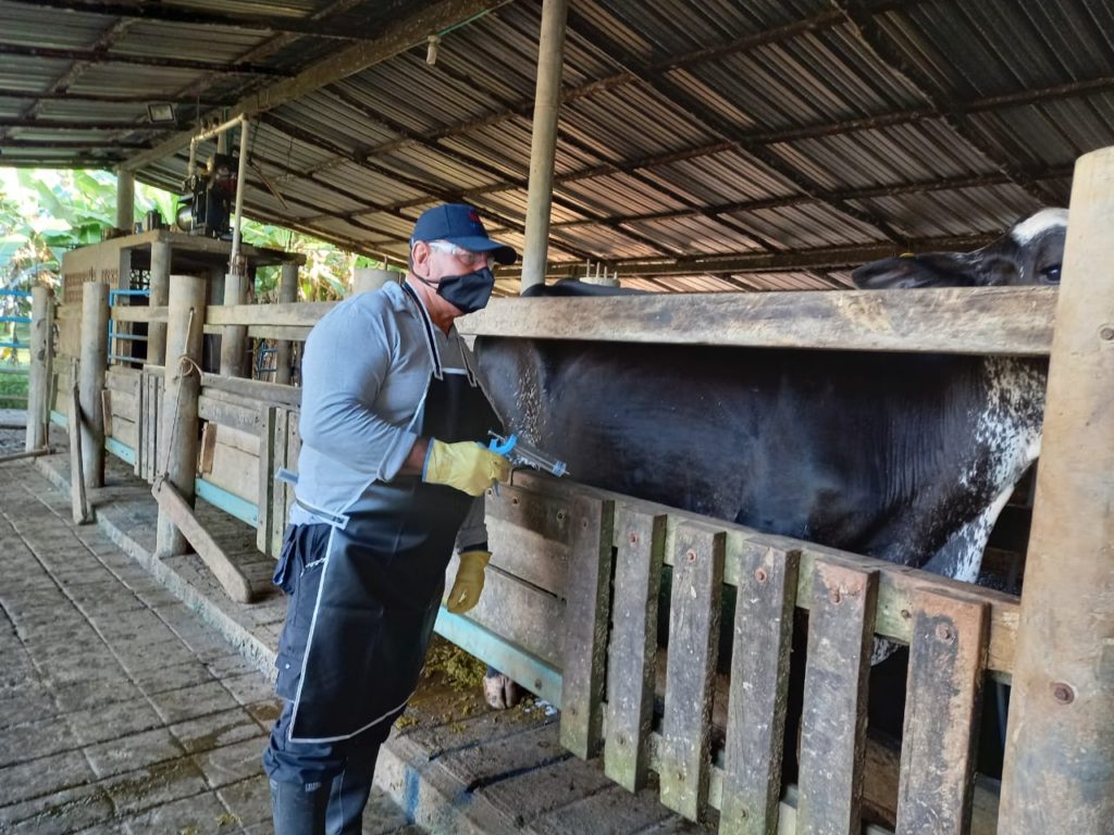 vacunación bovina