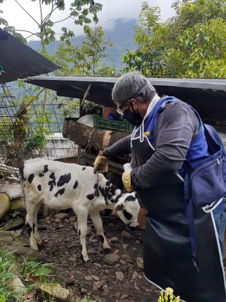 vacunación bovina contra la fiebre aftosa