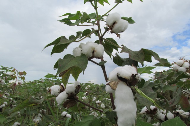 Algodón  Se fortalece la producción del cultivo de algodón - Agricultura  de las Americas