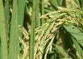 Arroz | Plan de Ordenamiento Agropecuario inicia con el arroz