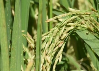 Arroz | Plan de Ordenamiento Agropecuario inicia con el arroz
