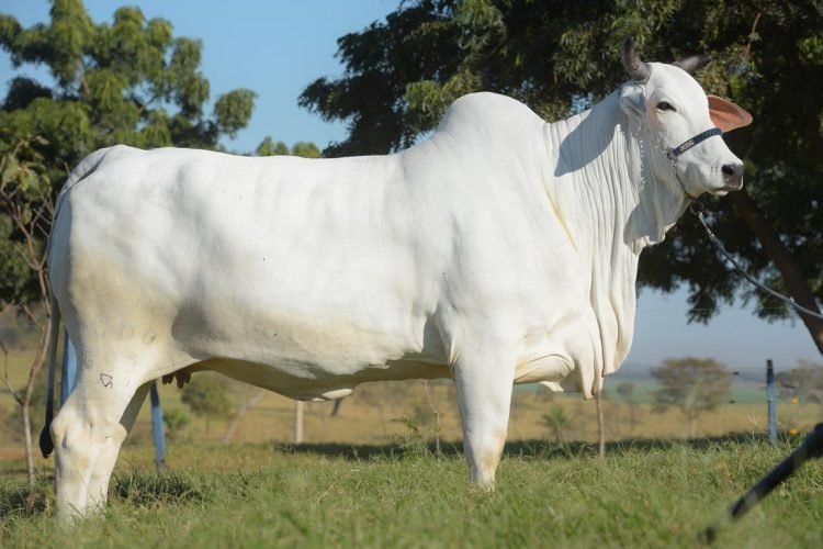 Uniagraria desarrolla proyecto de investigación con drones