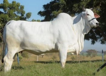 Uniagraria desarrolla proyecto de investigación con drones