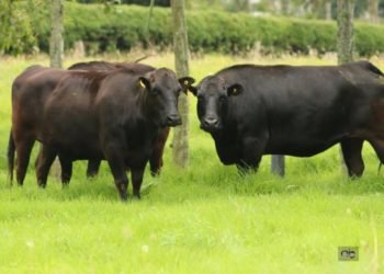 Beneficios del ganado japonés wagyu