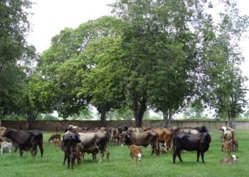 Fortalecimiento institucional