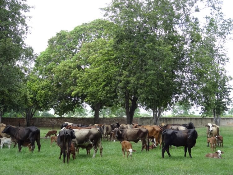 Fortalecimiento institucional