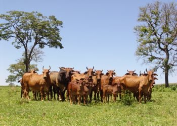 Futuro de la ganadería cebuina