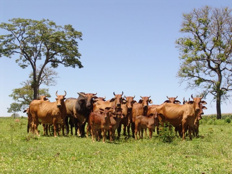 Futuro de la ganadería cebuina
