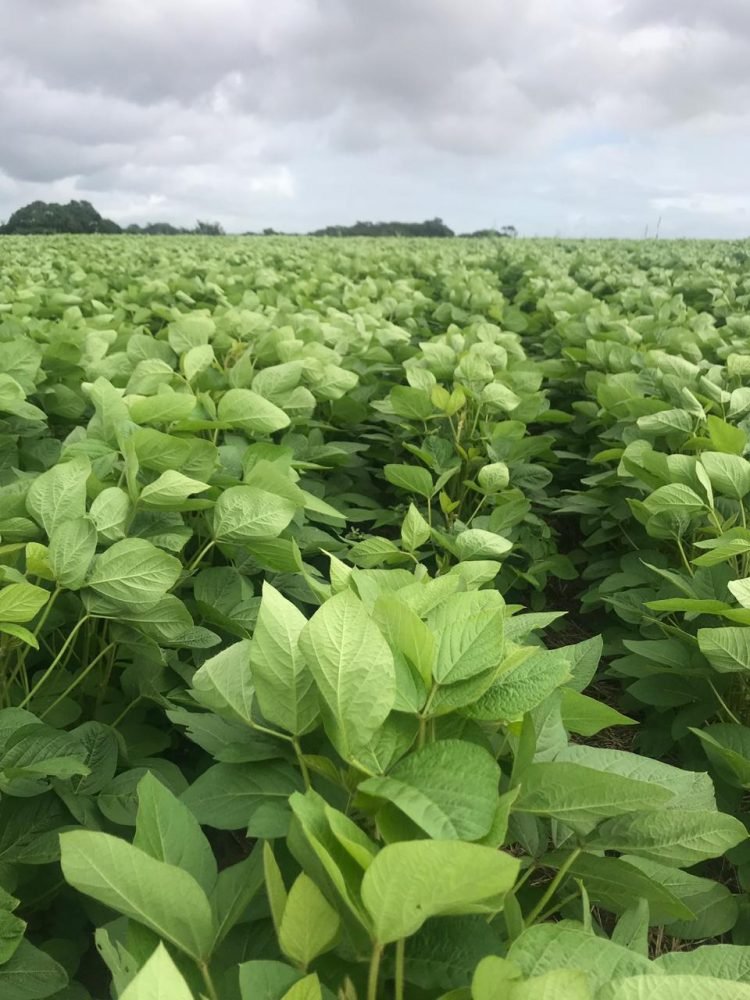 La innovación rural garantizará la seguridad alimentaria