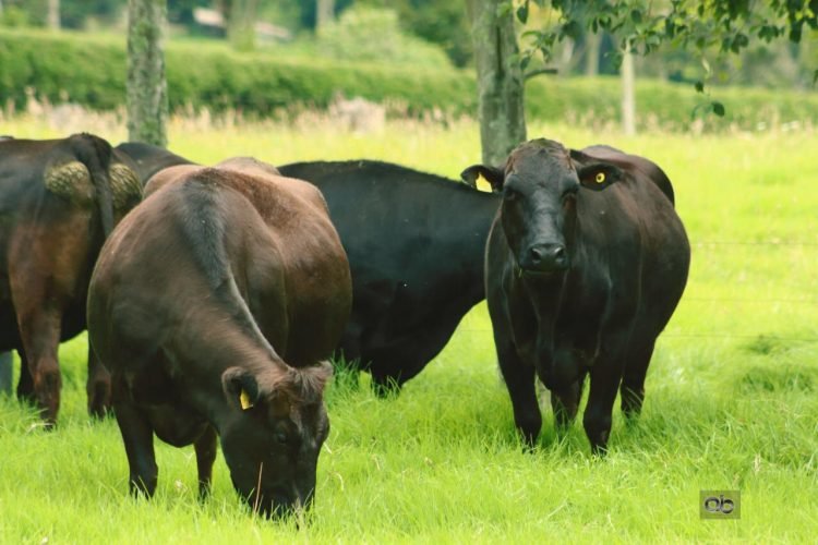 Beneficios del ganado japonés wagyu