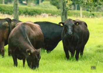 Beneficios del ganado japonés wagyu