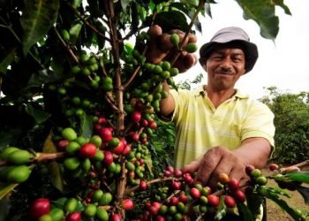 Café | Los dolores de cabeza del café son también del Banco Agrario
