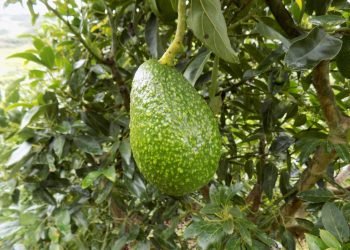 Congreso Mundial de Aguacate