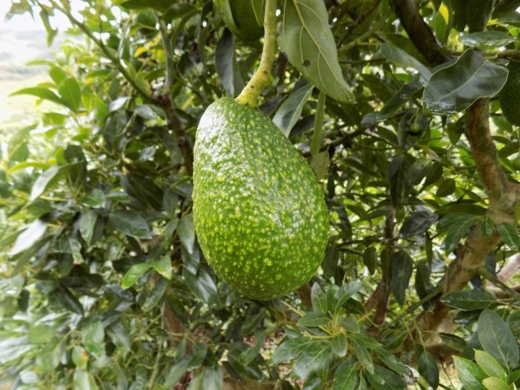 Congreso Mundial de Aguacate