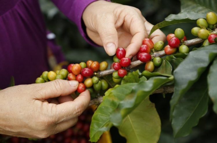 83 Cumbre Cafetera en Cartagena