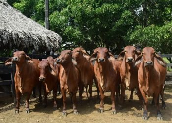 Ganadería colombiana busca certificación.