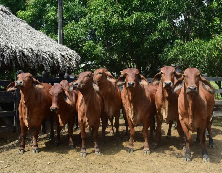 Ganadería colombiana busca certificación.