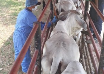Protocolos de Bioseguridad para los sectores pecuarios