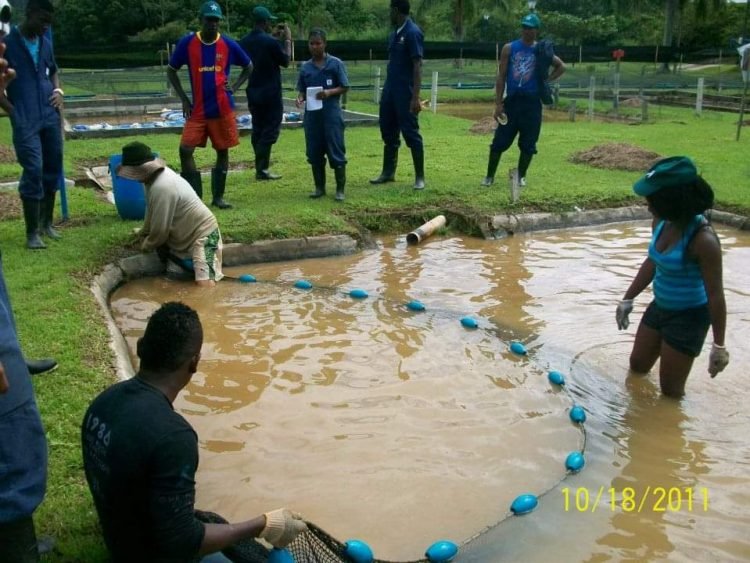 Chocó, enorme potencial biodiverso y agropecuario