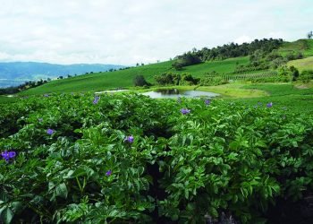 Extraña enfermedad ataca los cultivos de papa
