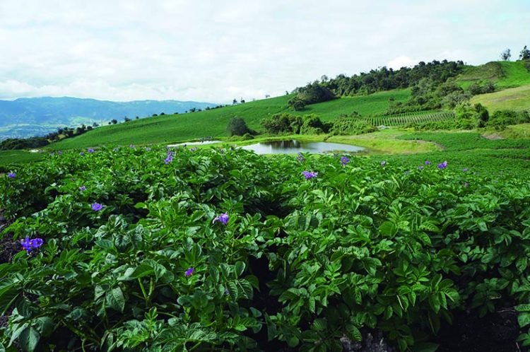 Extraña enfermedad ataca los cultivos de papa