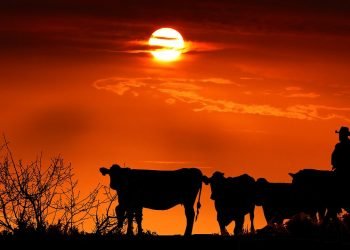 Más incentivos para productores de leche