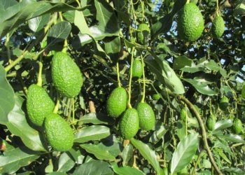 Celebramos el Día Mundial del Aguacate