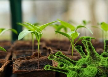 Cultivos alternativos y agricultura familiar