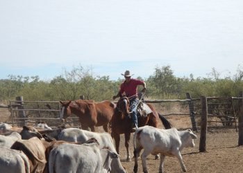 El enorme aporte de la ganadería a la economía de Colombia
