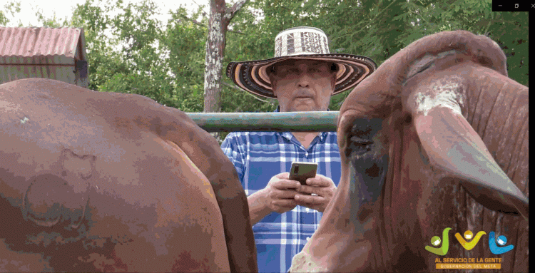 Éxito de las subastas de ganado vía WhatsApp