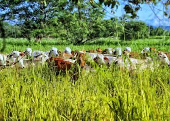 Congreso Nacional de Ganaderos de Fedegán en Colombia