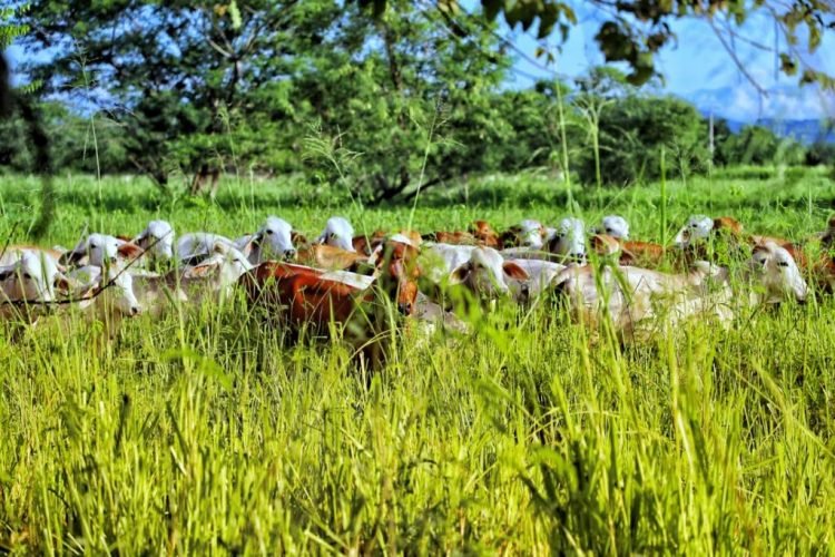 Congreso Nacional de Ganaderos de Fedegán en Colombia